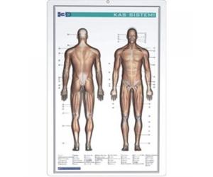 GÜRBÜZ KAS SİSTEMLERİ 35*50 BOYALI