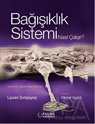 Bağışıklık Sistemi Nasıl Çalışır