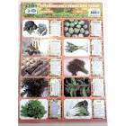 LİVAN MAXI SET SEBZE SERİSİ